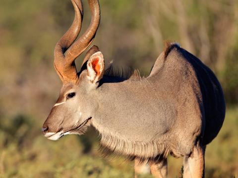Spiral horned Kudu antelope