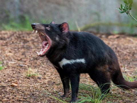A Tasmanian devil opens its mouth wide to let out a growl