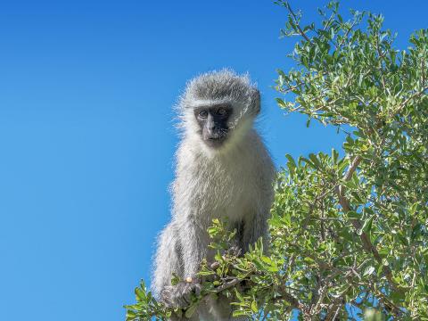 Vervant Monkey in Tree