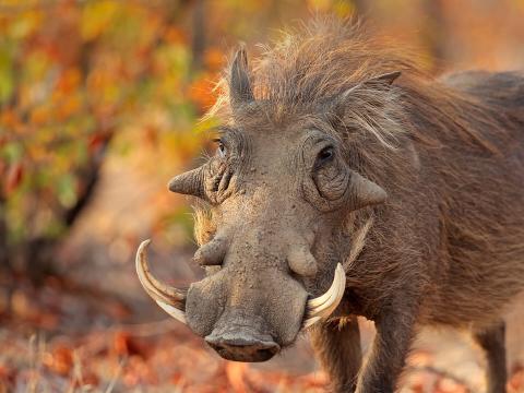 Warthog in African habitat