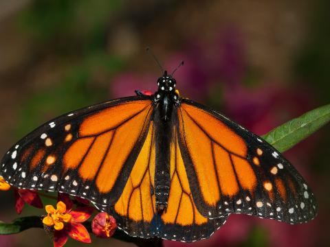 Monarch butterfly resting on green leaf