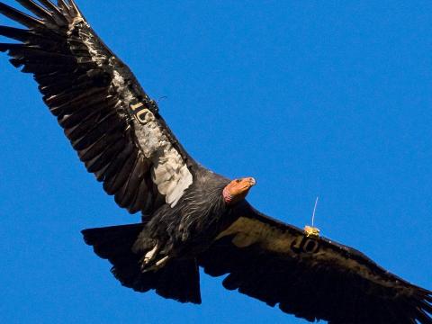 California Condor with radio tracking devices on its wings
