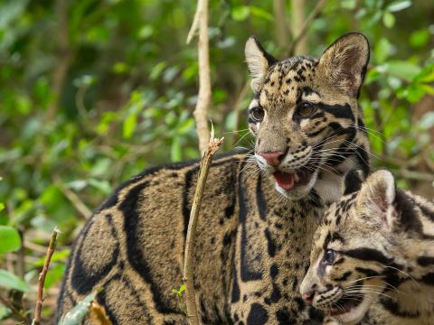 Clouded leopard mother and young cub in densely foliaged jungle
