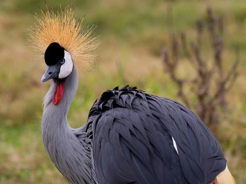 East African Crowned Crane