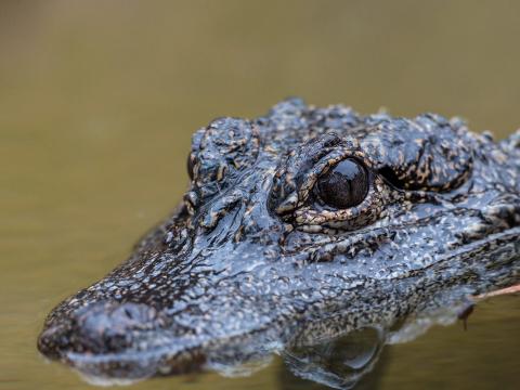 A Chinese dwarf crocodile floating half-submerged in water
