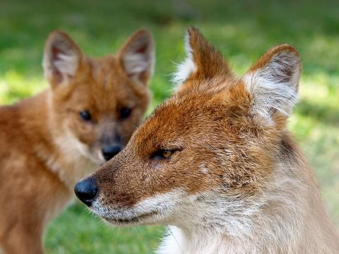 A female dhole looks straight left as one of her pups stands behind her