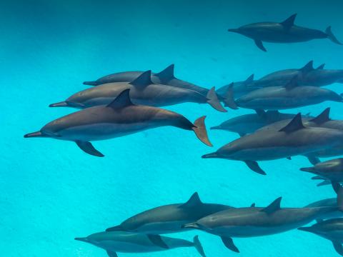 A large pod of Spinner dolphins swimming in clear turquoise water