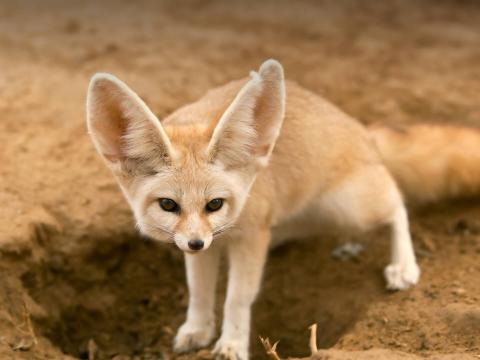 Fennec fox standing over hole in dirt