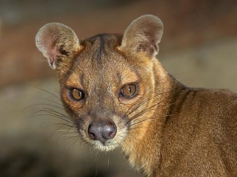 Closeup of a female fossa looking to the right