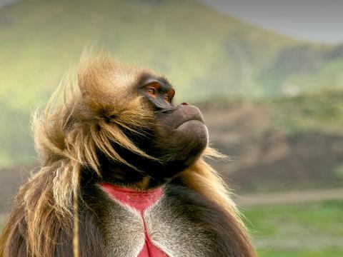 Male gelada looking to the right as the wind blows his long hair