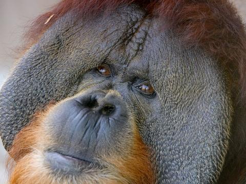Sumatran orangutan male with cheek pads