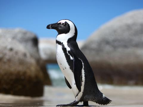 African penguin walking across beach in South Africa.