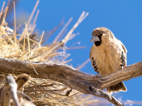 Sociable weaver bird sitting on a branch near its woven nest