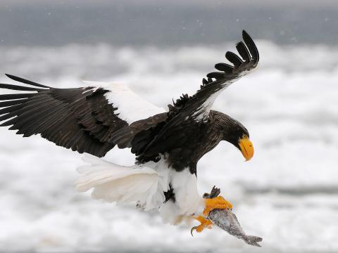 Seller's sea-eagle holding frozen fish in its talons as it flies over snow covered sea