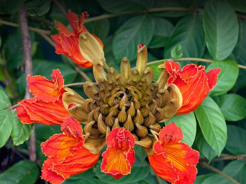 The bright orange-red bloom of the African tulip tree
