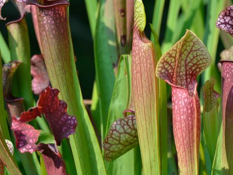 American pitcher plants