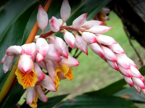 the pink and white flowers of a shell ginger
