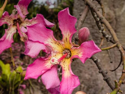 Pink silk floss tree blooms