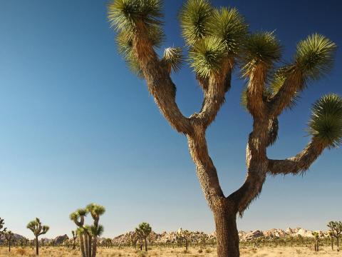 Joshua trees in the Nevada desert.