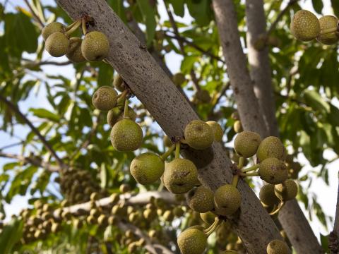 Many figs are shown hanging on a ficus tree.