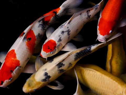 koi san diego zoo
