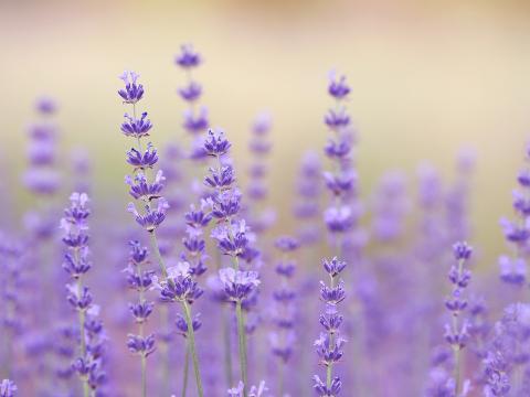Lavender in a field.