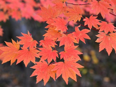The red colors of a maple tree's leaves.