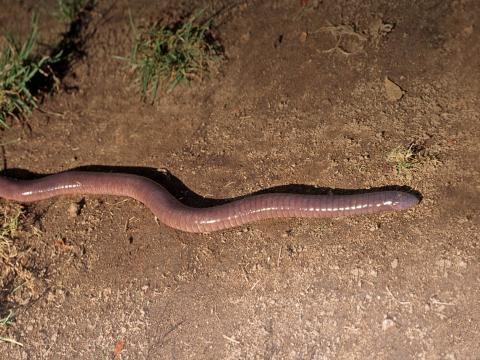  Caecilian slithering along dirt ground