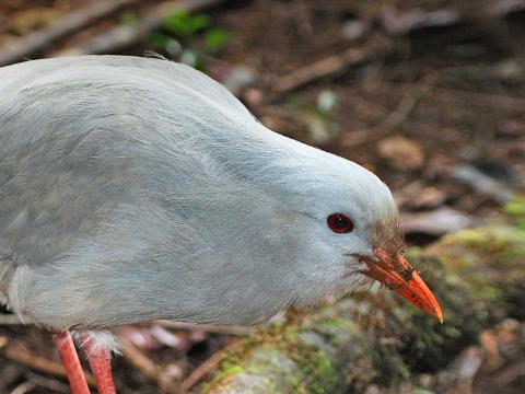 Kagu bird foraging on forest floor.