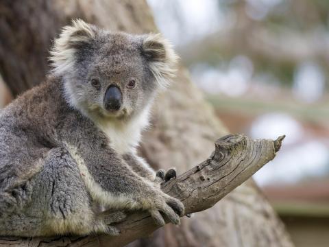 a koala on a branch