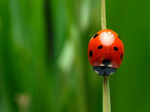 Ladybug crawling down a blade of grass