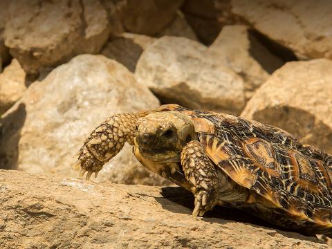 A pancake tortoise was across a dirt covered rock.