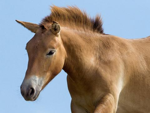 Przewalski's Horse horse against blue sky background
