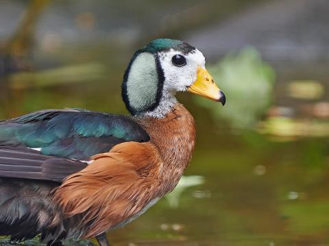 African pygmy goose enjoys a day at the lake