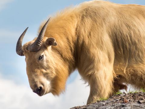A takin in Bhutan stands on the top of a dirt hill looking down