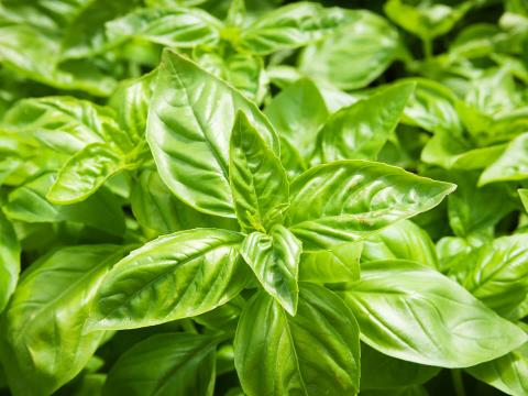 A tight cluster of basil leaves.