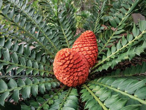 Cycad photo showing two cones.
