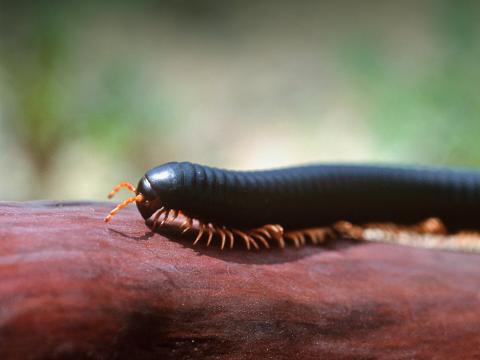 Giant African millipede walking along a wood branch