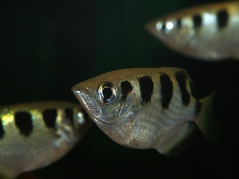 Three banded archer fish swim in dark waters