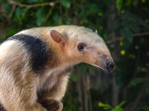 Bald Eagle | San Diego Zoo Animals & Plants