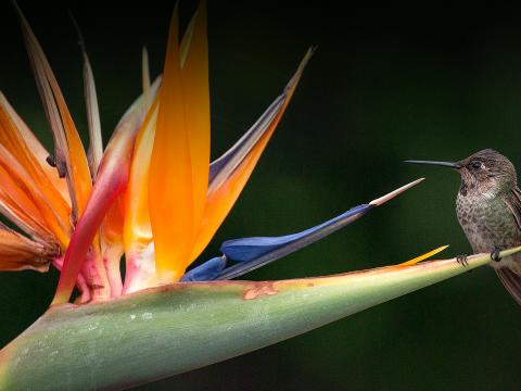 Bald Eagle | San Diego Zoo Animals & Plants