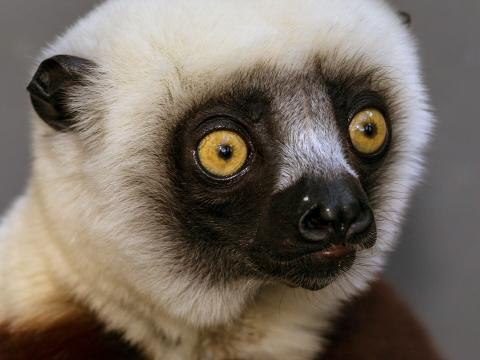 Close-up of a cockerel's sifaka's face, displaying it's large round, yellow eyes.