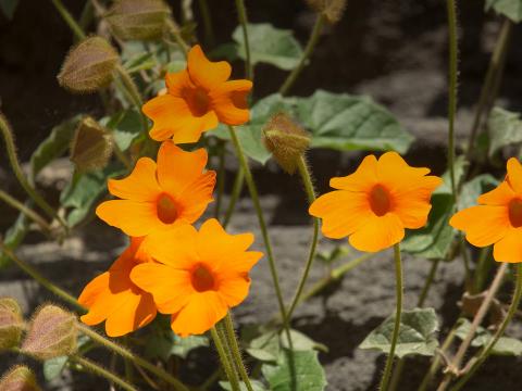 Orange clock vine