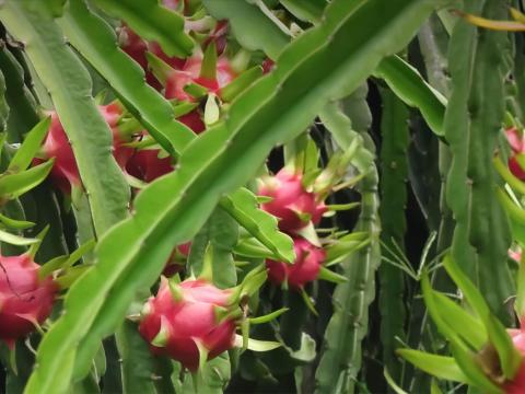 Pitaya fruit growing on plants