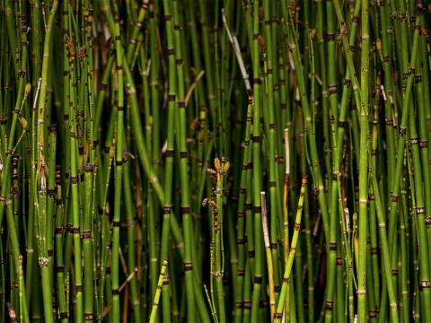 A dense growth of horsetail reed