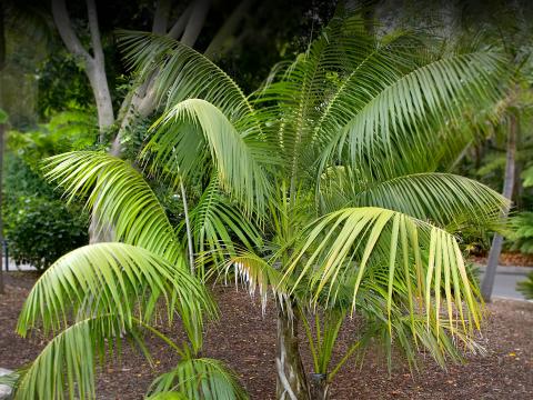 Howea palm at the San Diego Zoo