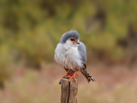 Pygmy falcon perched on a wood pole.