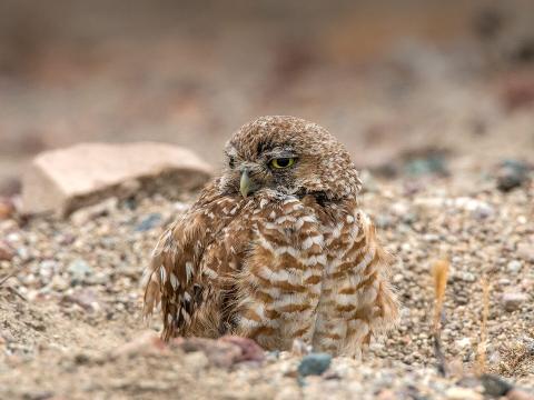 Burrowing owl popped out of its burrow.