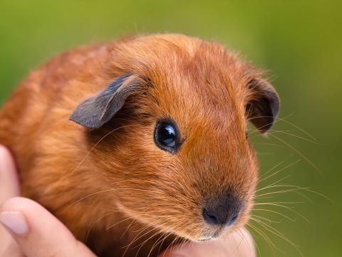 Guinea pig held in a child's hand.