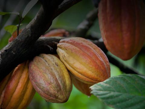 Cacao pods growing on a tree.